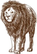 a lion standing on a white background 1.jpg